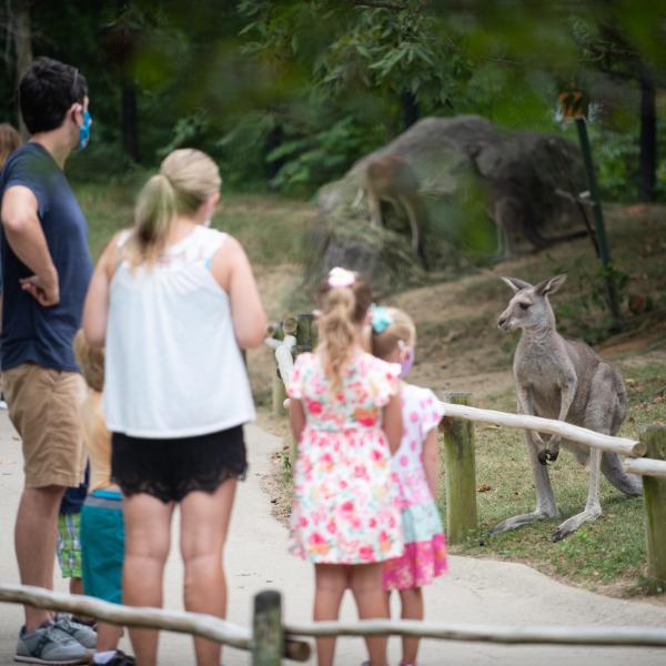 Family looking at kangaroos